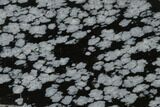 Polished Snowflake Obsidian Section - Utah #117781-1